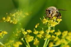 DSC_8900_1000x665