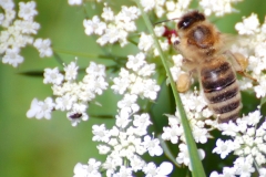 DSC_9023_1000x665