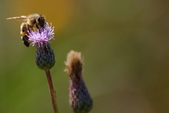 DSC_9030_1000x665