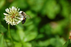DSC_9036_1000x667
