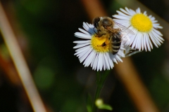 DSC_9044_1000x665