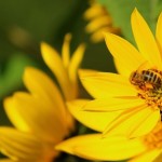 rujan_IMG_3117