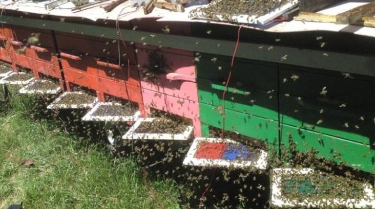 curis_pcelinji_otrov_800x445