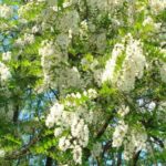 DSC01700_800x445