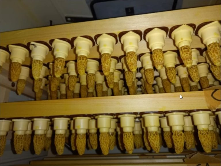 dumbovic_selekcija_matica2_1000